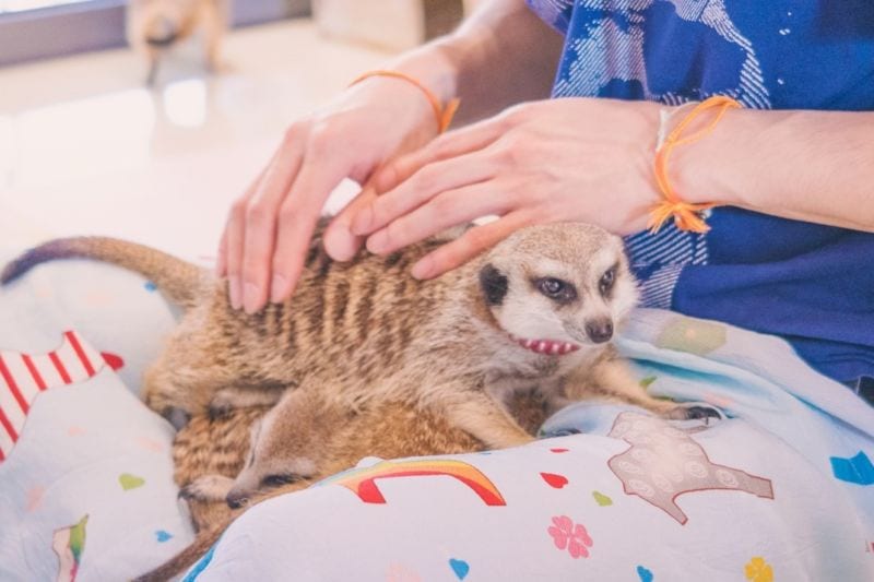 كون صداقات مع حيوانات الميركات في سيول: مقهى Meerkat Friends الذي يجمع بين الحيوانات الغريبة والقهوة